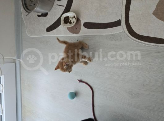 45 Günlük Di̇şi̇ Sarman görsel