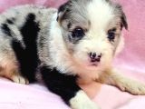 İstanbul Da  Canlı Görerek Elden Teslimlik Bebekler