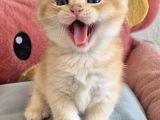British Shorthair Ve Longhair Golden Yavrular