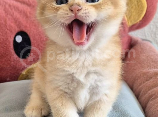 British Shorthair Ve Longhair Golden Yavrular görsel