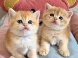 British Shorthair Ve Longhair Golden Yavrular