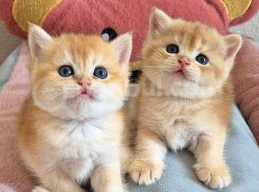British Shorthair Ve Longhair Golden Yavrular görsel