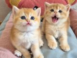 British Shorthair ve Longhair Golden Yavrular