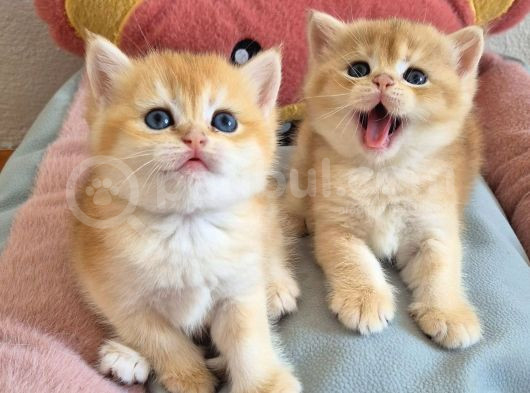 British Shorthair Ve Longhair Golden Yavrular