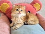 British Shorthair Ve Longhair Golden Yavrular