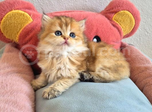 British Shorthair Ve Longhair Golden Yavrular görsel