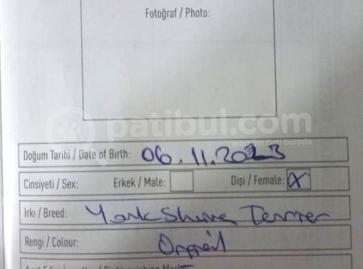 2 Numara Yorki Karneli Verilecek görsel