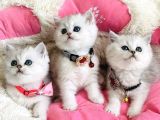 A Kalite Silver Shaded British Shorthair Bebeklerim