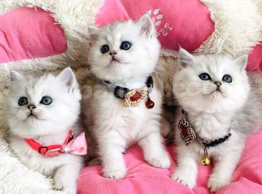 A Kalite Silver Shaded British Shorthair Bebeklerim görsel