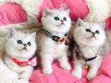 A Kalite Silver Shaded British Shorthair Bebeklerim