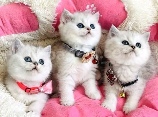 A Kalite Silver Shaded British Shorthair Bebeklerim görsel