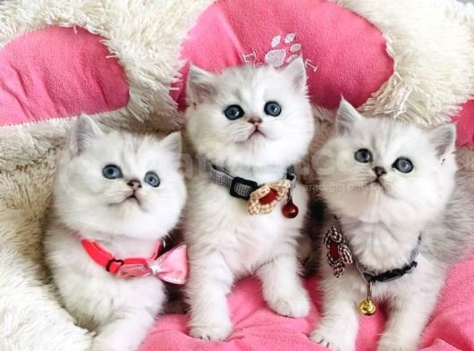 A Kalite Silver Shaded British Shorthair Bebeklerim görsel