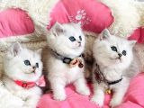A Kalite Silver Shaded British Shorthair Bebeklerim