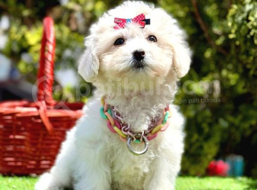 Kar Beyaz Tüy Dökmeyen Maltese Bebekler görsel