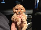 2 aylık maltipoo