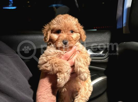 2 Aylık Maltipoo