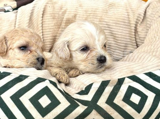 Maltipoo Bebekler görsel