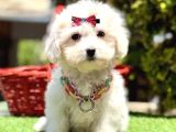 Kar Beyaz Tüy Dökmeyen Maltese Bebekler