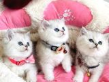 A Kalite Silver Shaded British Shorthair Bebeklerim