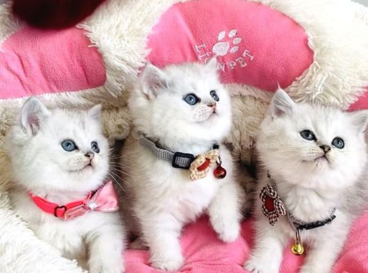 A Kalite Silver Shaded British Shorthair Bebeklerim görsel