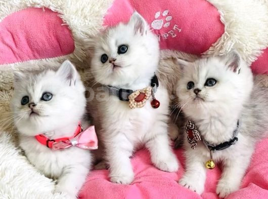 A Kalite Silver Shaded British Shorthair Bebeklerim görsel