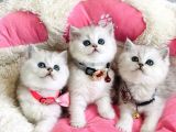 A kalite silver shaded british shorthair bebeklerim
