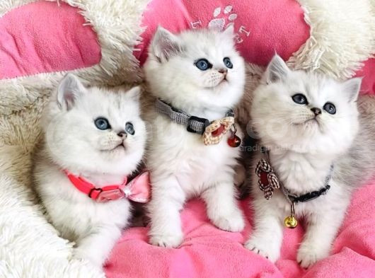 A Kalite Silver Shaded British Shorthair Bebeklerim görsel