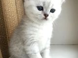 BİBLO GİBİ MASMAVİ GÖZLÜ BRİTİSH BEBEKLER