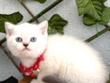 Uyguna Pamuk Gi̇bi̇ Bebeler Di̇şi̇ Erkek Bri̇ti̇shler