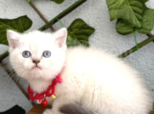 Uyguna Pamuk Gi̇bi̇ Bebeler Di̇şi̇ Erkek Bri̇ti̇shler görsel