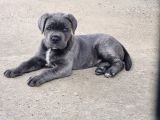 Dişi blue canecorsa