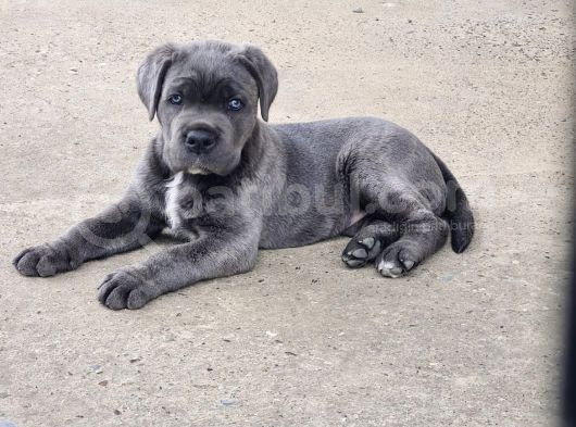 Dişi Blue Canecorsa