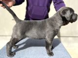 Dişi Blue Canecorsa