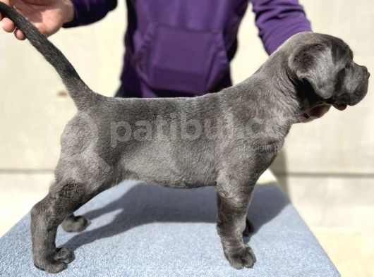 Dişi Blue Canecorsa görsel