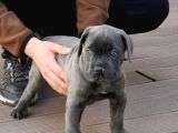 Dişi Blue Canecorsa
