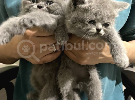 2Aylık Kedi görsel