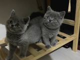 2aylık kedi