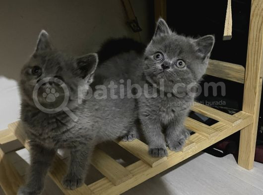 2Aylık Kedi