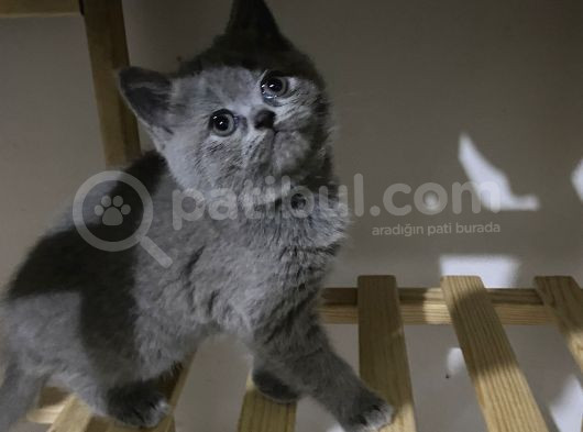 2Aylık Kedi görsel