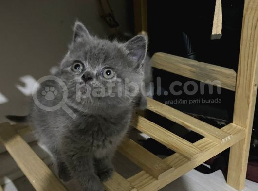 2Aylık Kedi görsel