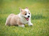 PEMBROKE WELSH CORGİ ÖZEL IRK BEBEKLER