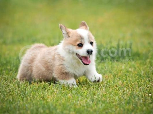 Pembroke Welsh Corgi̇ Özel Irk Bebekler