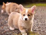 Pembroke Welsh Corgi̇ Özel Irk Bebekler