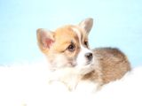 Pembroke Welsh Corgi̇ Özel Irk Bebekler