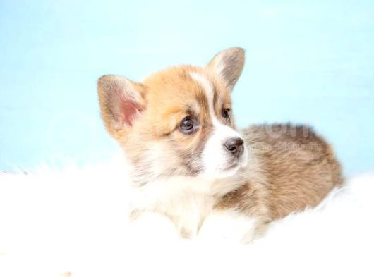 Pembroke Welsh Corgi̇ Özel Irk Bebekler görsel