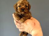 Toy Poodle Garanti̇li̇ Mükemmel Kali̇te Bebekler