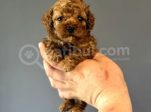 Toy Poodle Garanti̇li̇ Mükemmel Kali̇te Bebekler görsel
