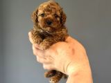 Toy Poodle Garanti̇li̇ Mükemmel Kali̇te Bebekler