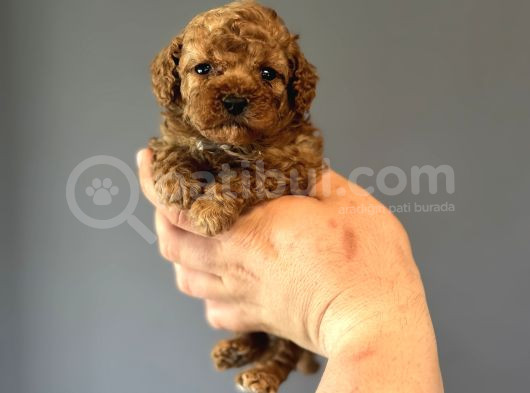 Toy Poodle Garanti̇li̇ Mükemmel Kali̇te Bebekler görsel