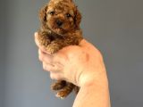 TOY POODLE GARANTİLİ MÜKEMMEL KALİTE BEBEKLER